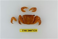 藏品(方形大額蟹)的圖片